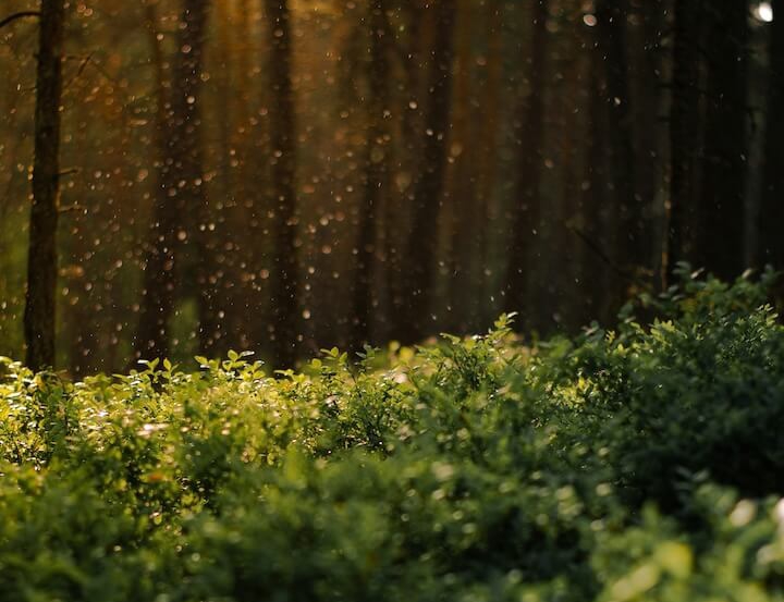 Waldfrische und natürliche Stimmung für kalt. Forest Bloom alkoholfreier Kombucha